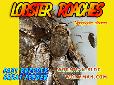 Lobster Roaches