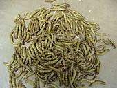 Mealworms for sale, buy mealworms, free shipping
