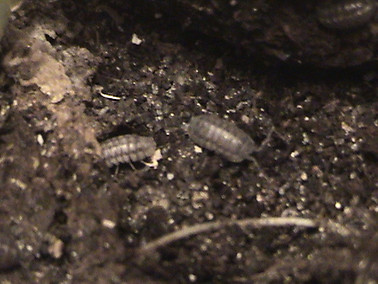 Sow Bugs/ Isopods