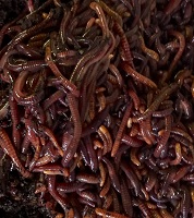 Red Worms