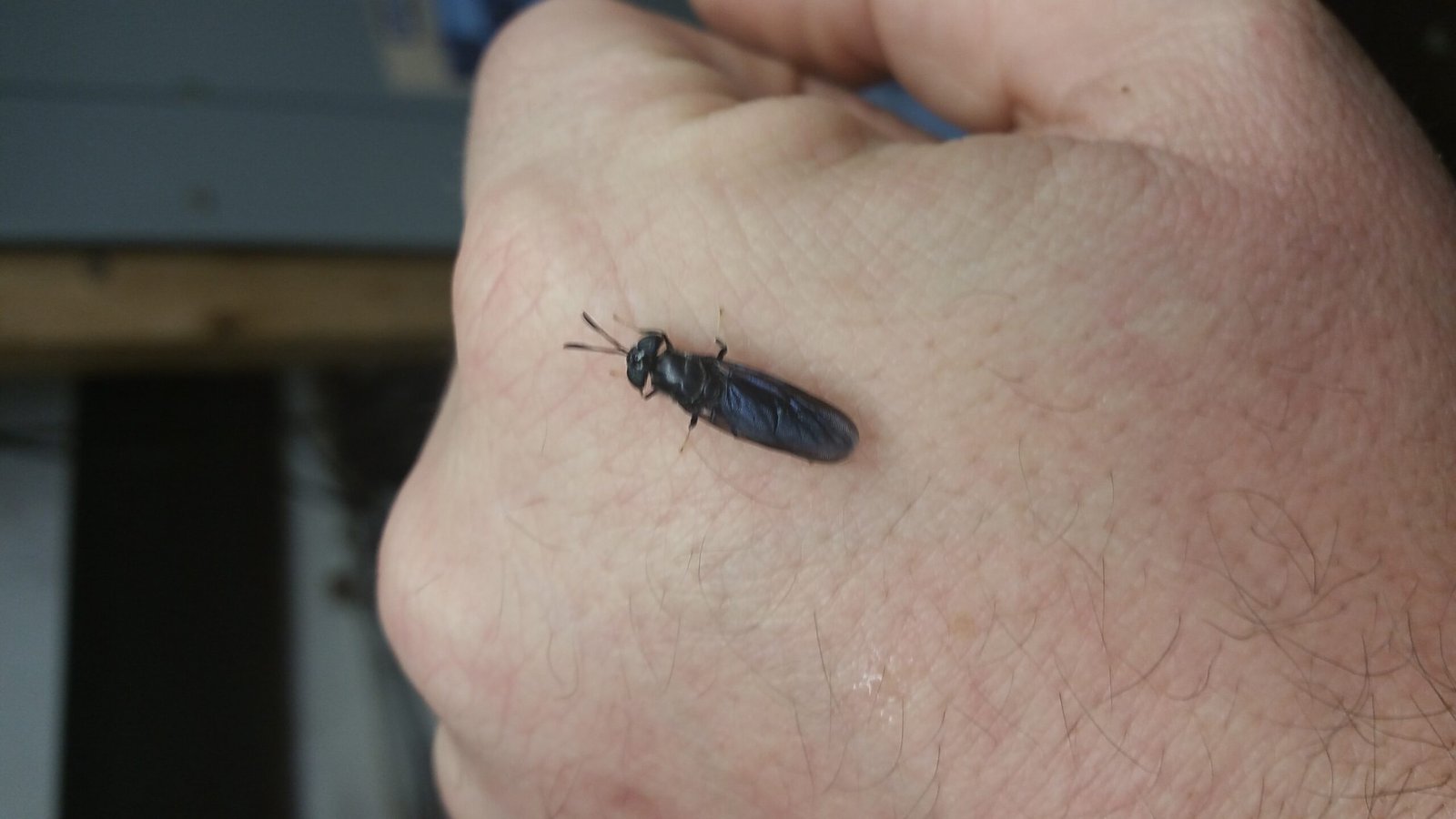 Black Solider Fly Larvae