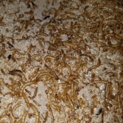 Mealworms