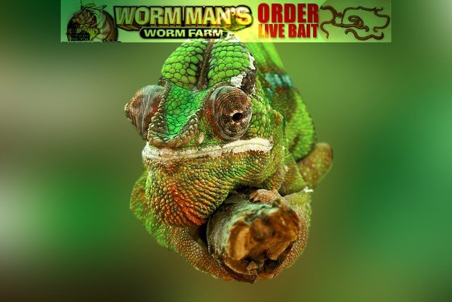 chameleons chameleons