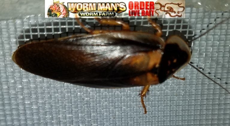 Blaptica Dubia Roach Care Sheet | WORMMAN.COM