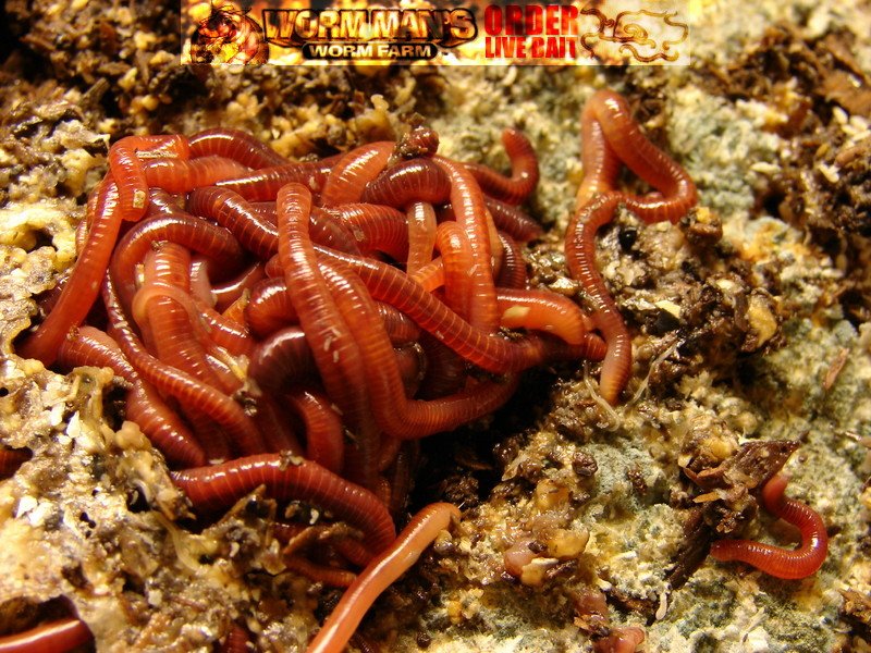 Compost worms