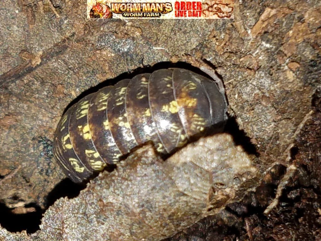 Armadillidium vulgare
