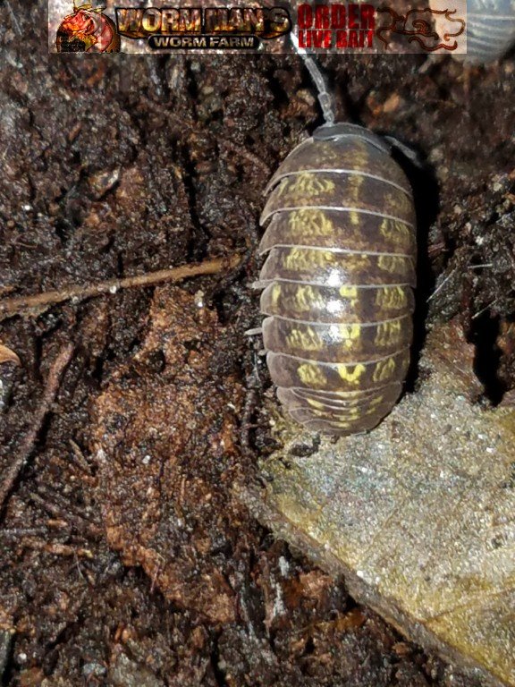 Armadillidium Vulgare