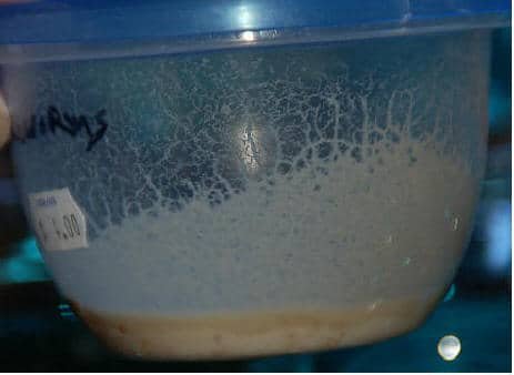 Microworms 4 Ounce Cup - Image 2