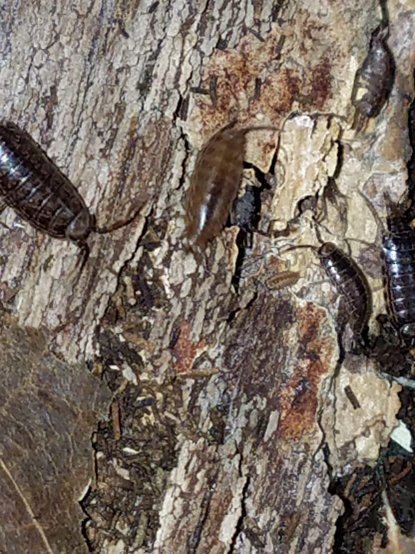 Fast Isopods Atlantoscia Floridana 25 Isopods - Image 2