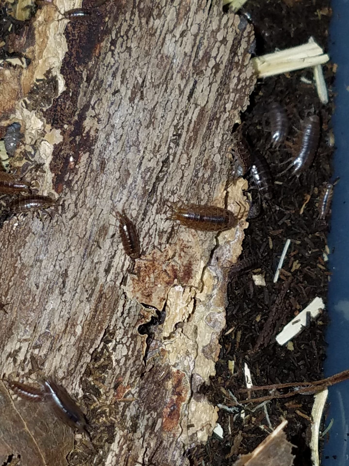 Fast Isopods Atlantoscia Floridana 25 Isopods - Image 4