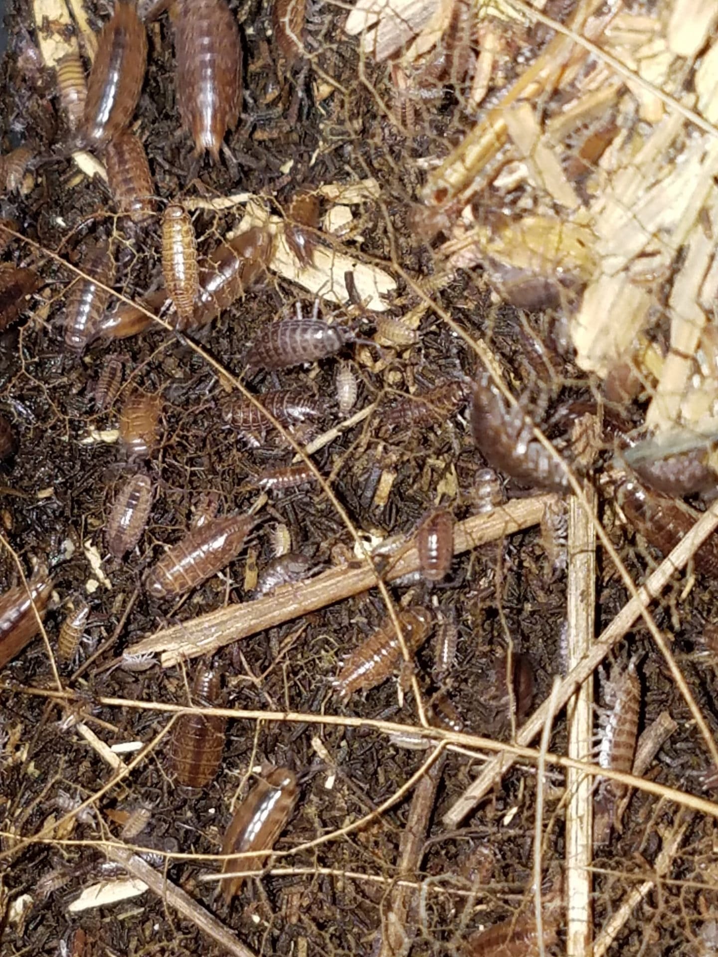 Fast Isopods Atlantoscia Floridana 25 Isopods - Image 3