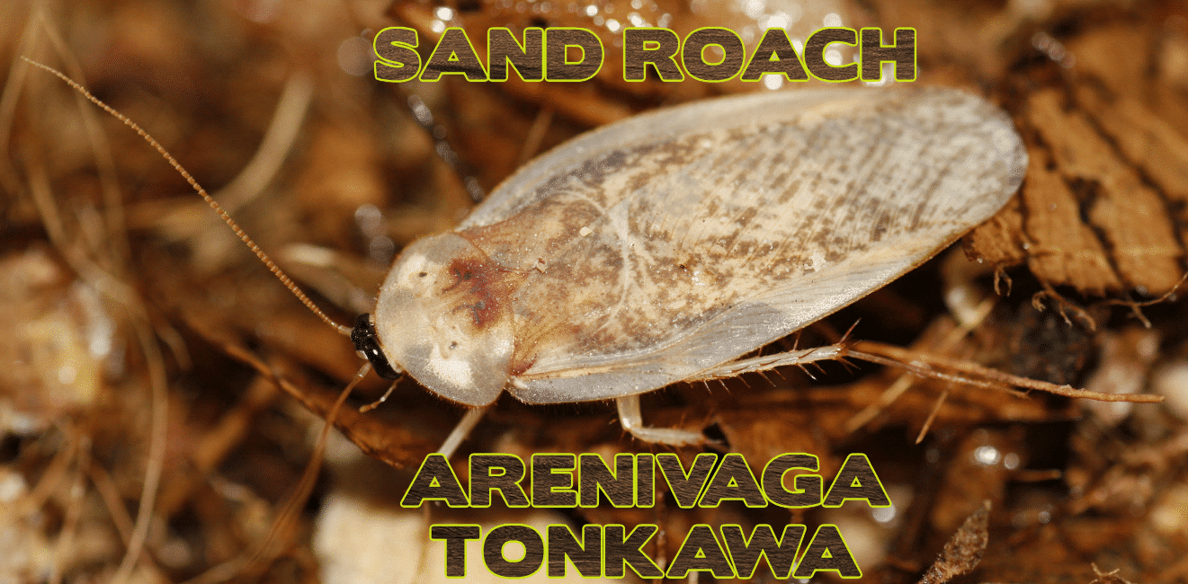 Arenivaga tonkawa "Tonkawa Sand Roach"