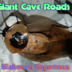 Giant Cave Roaches For Sale