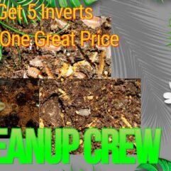 Isopods! 5 Types over 50 Isopods. Expand your collection, Cleanup Crews