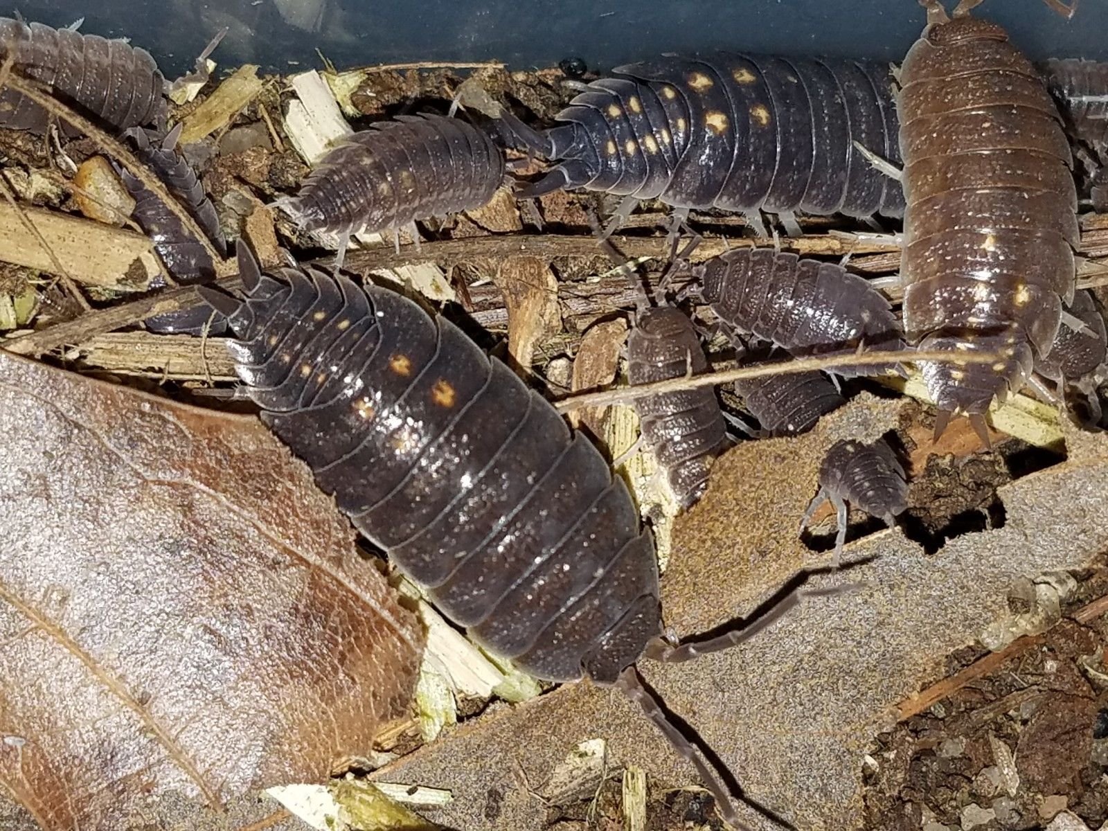 LARGE, RARE SPANISH ISOPODS. PORCELLIO ORNATUS "Dark South" 12 Mixed Age group - Image 3