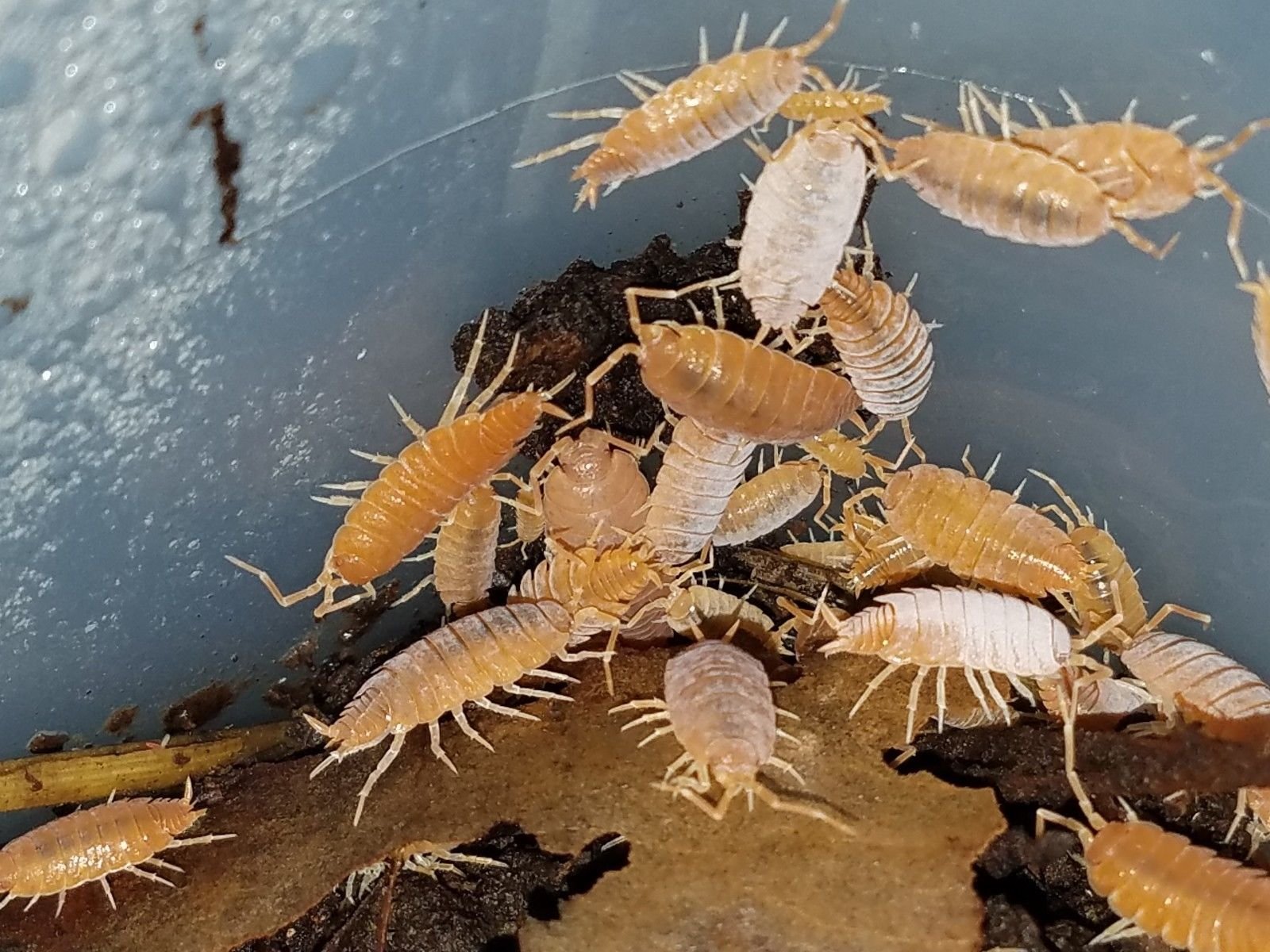 POWERFUL, POWDERY ORANGE ISOPODS! 25 ISOPODS. - Image 3