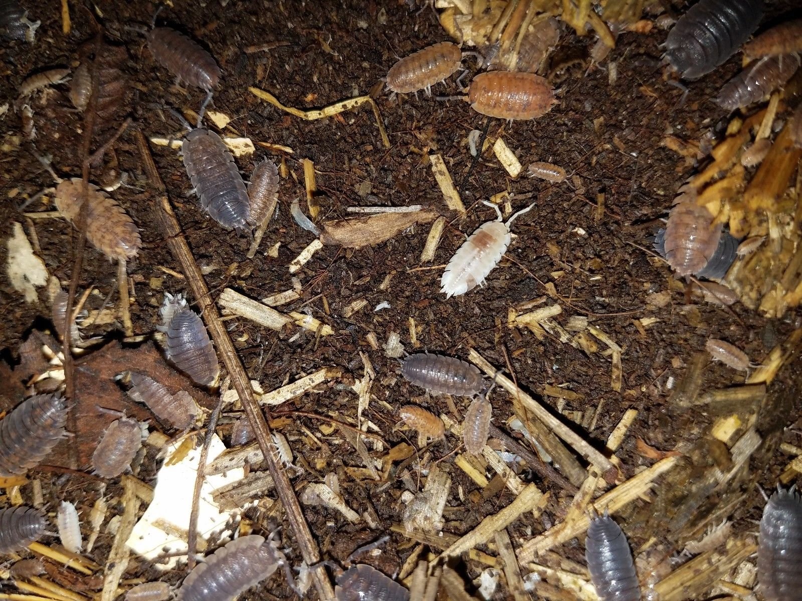 ISOPODS PORCELLIO SCABER MORPHS 25+