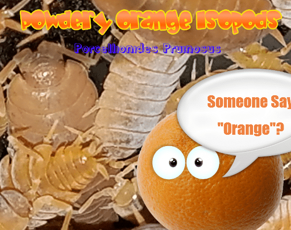 POWERFUL, POWDERY ORANGE ISOPODS! 25 ISOPODS.