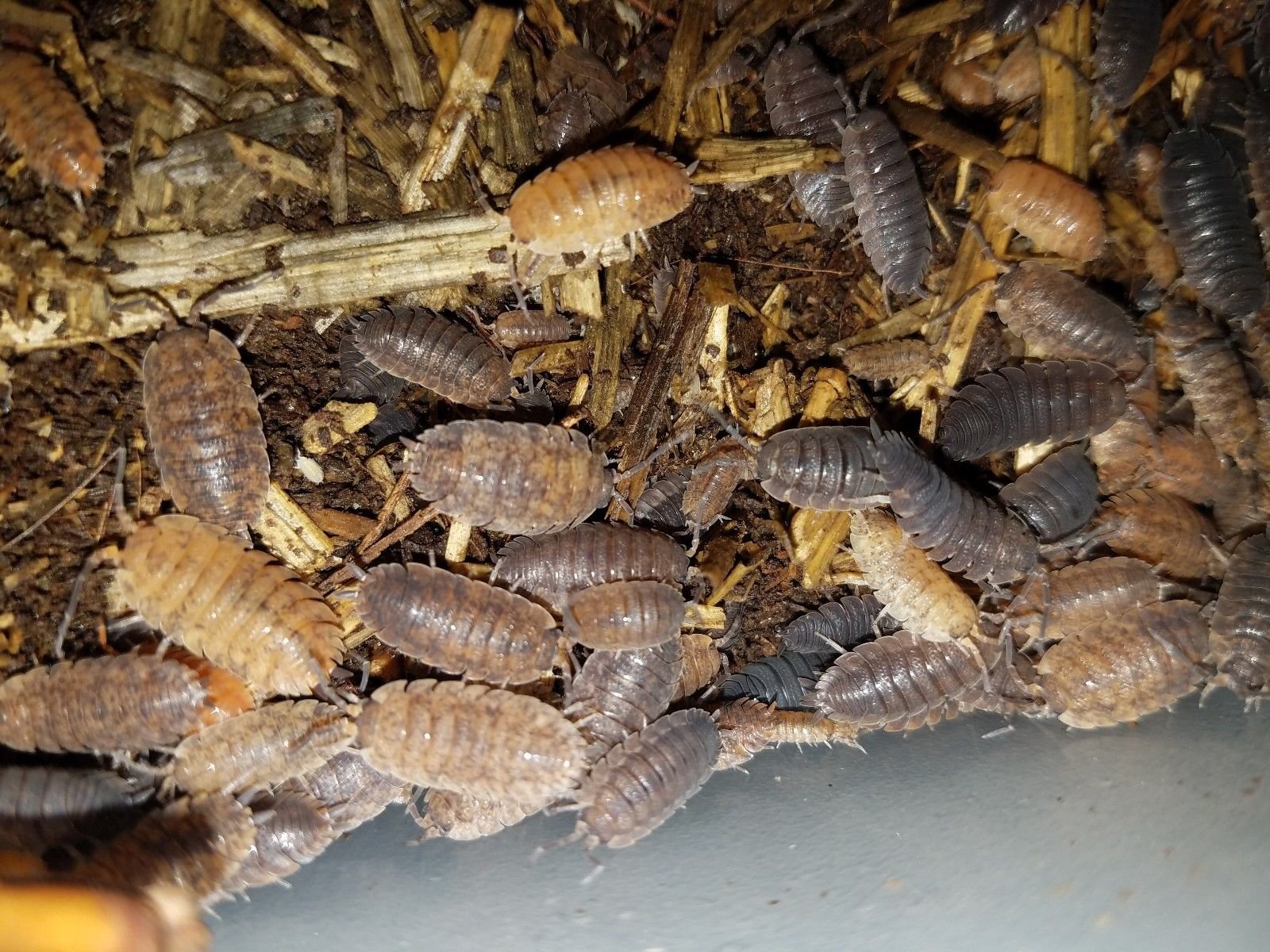 ISOPODS PORCELLIO SCABER MORPHS 25+ - Image 5