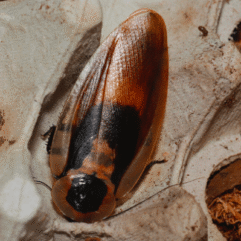 Blaberus fusca ​"Dusky Cave Roach"