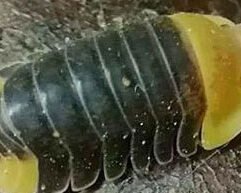 All Isopods for Sale