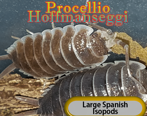 Porcellio Hoffmanseggi 12 Per Culture!