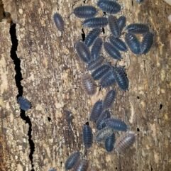 American Continent Isopods