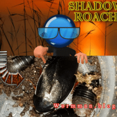 STARTER COLONY 12 SHADOW ROACHES Pycnoscelus nigra