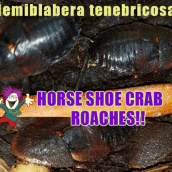 HORSESHOE CRAB ROACHES FOR SALE