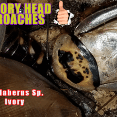 Ivory Head Roach