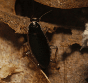 Little Penguin Roach