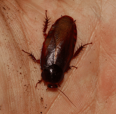 Ember Roaches (Pycnoscelus striatus) 12 Roaches