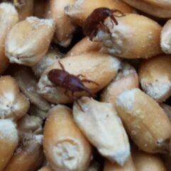 Grain Weevil, Wheat Weevils for sale