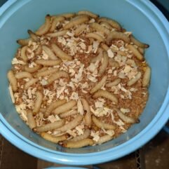 250 Mealworms and 250 Wax Worms